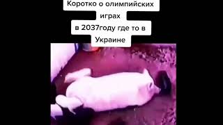 Свинки Бегают Вокруг Свиньи