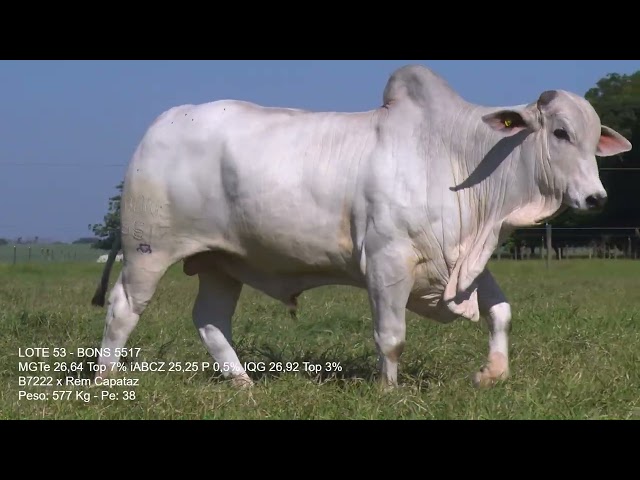 LOTE 53   BONS 5517