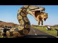 Des Policiers Américains Se Précipitent Pour Sauver Une Lionne Attaquée Par Un Python Géant Sau mp3
