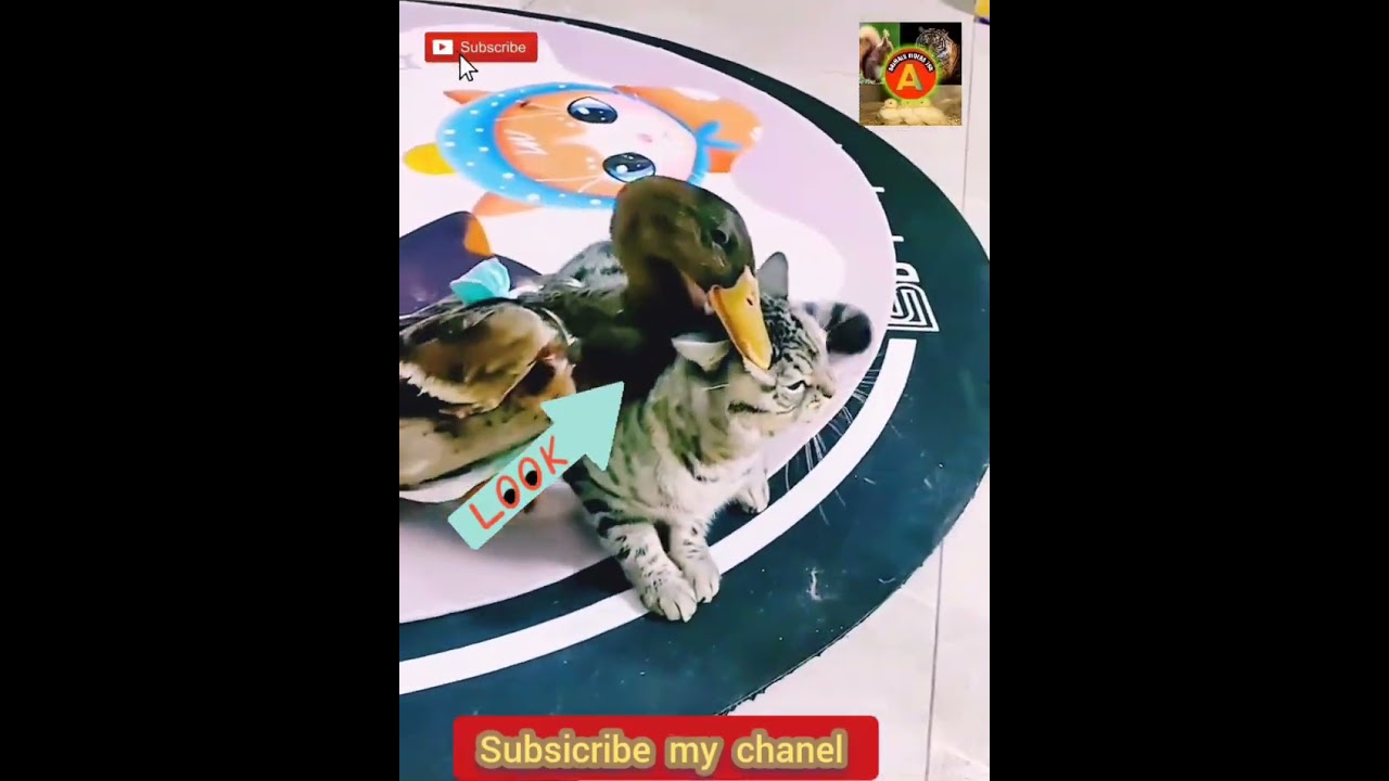 بلی اور بطخ ایک دوسرے کے ساتھ کھیلتے ہوئے بہت دلچسب ویڈ یو