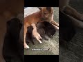 Mommy Choco and her puppies♥️ #lovedogs #lovepets #lovecatsanddogs