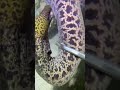 #catchthesea #fishing #rivercrab #beach #deepsea #nature #diving #fish #eel #crab