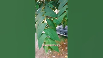 manfaat daun kersen #shorts