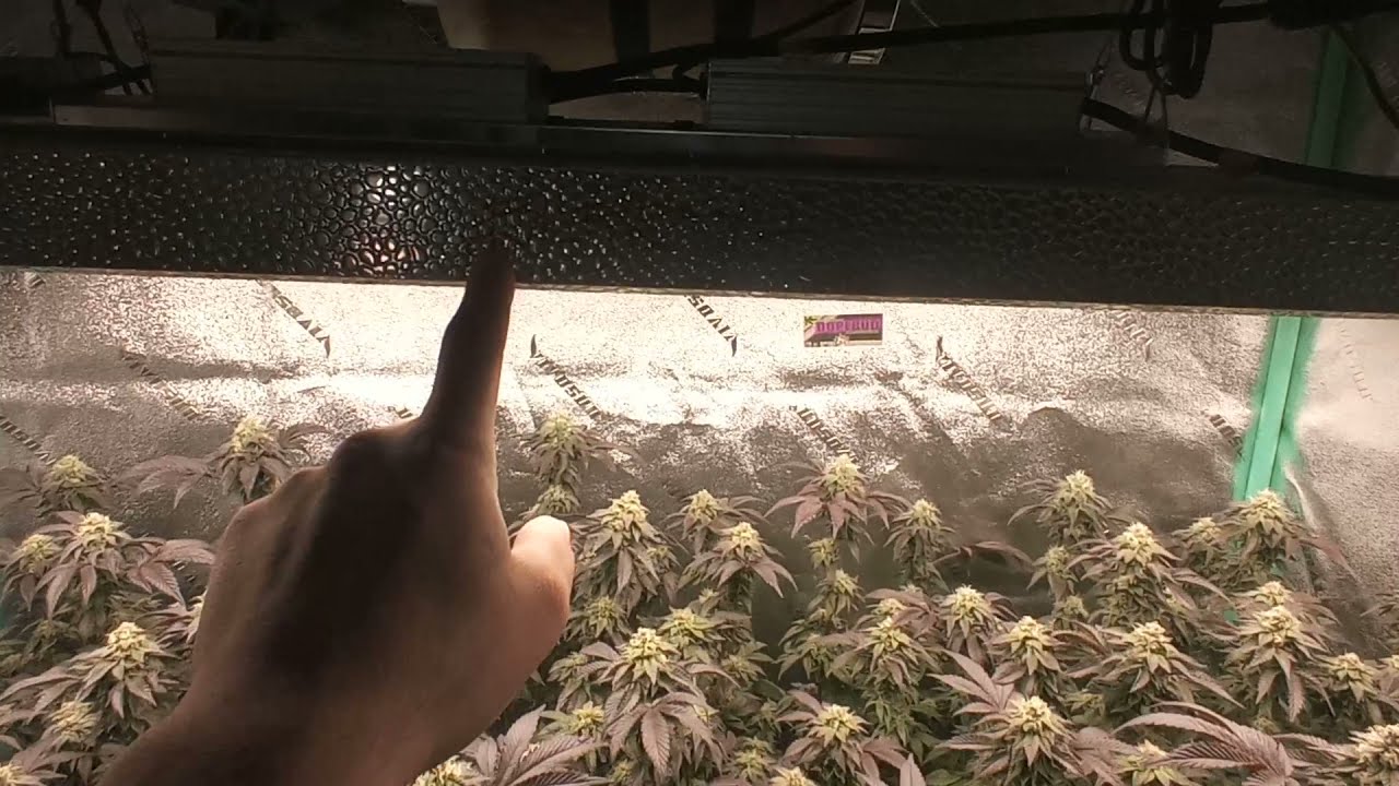 organic dry amendments grow update week#6