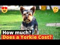 How much does a Yorkshire Terrier cost? Should you get it at this price? 🐶 🤔