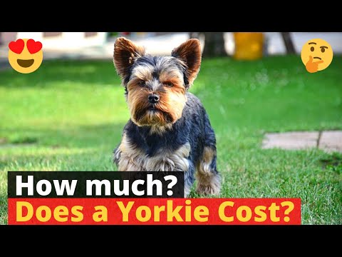 Video: Hoe Om 'n Yorkshire Terrier Te Koop