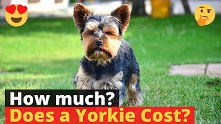 How much does a Yorkshire Terrier cost? Should you get it at this price? 🐶 🤔