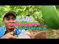 cara mencangkok pepaya yang belum banyak orang tahu
