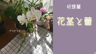 12月15日 胡蝶蘭の花と蕾　黒い根　アマビリスの2番花と花茎　満天紅