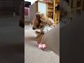 お手の声に全力で応えるトイプードル #shorts #トイプードル #可愛い犬
