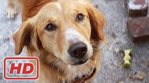 A Dog's Purpose - A DOG'S PURPOSE Official Trailer (2017) Britt Robertson Movie