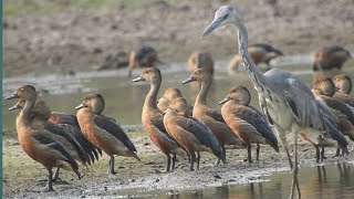 beautiful bird & duck | amazing moment | safari discovery