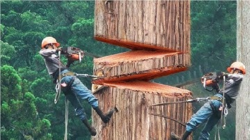 Dangerous Fastest Cutting Huge Tree Skills With Chainsaw, Amazing Logging Wood Truck and Woodworking