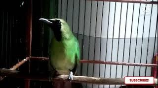 Suara Burung Cucak ijo suara santai bikin ijo lain ikut Bunyi//cucakijo .