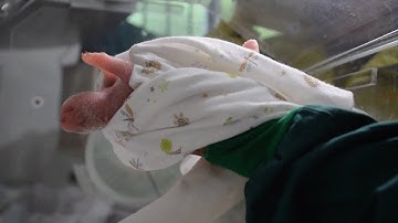 Unprecedented panda birth signals success for wild release program