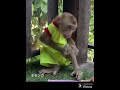 ミルクが変なところに入ったのに足を痛がるお猿さん