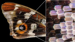 Butterfly 🦋 wing zoom-in macro [4K]