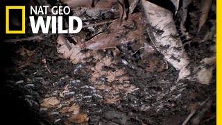 These Army Ants Demand Corpses | Nat Geo Wild