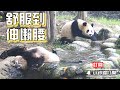 《熊貓早晚安》難得一見！熊貓泡澡舒服到伸懶腰 | iPanda熊貓頻道