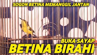 99% AMPUH !! BURUNG SOGON BETINA MEMANGGIL JANTAN !! TERAPI BIRAHI