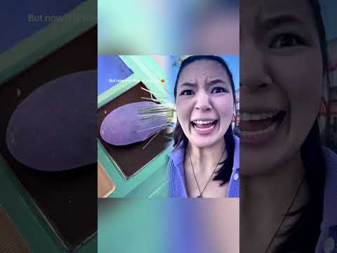 IS THE TALKING PICKLE LYING TO US Msbeanie Alinasunoo