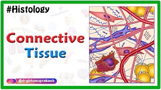Histology of Connective Tissue #usmle #neetpg #fmge #mbbs