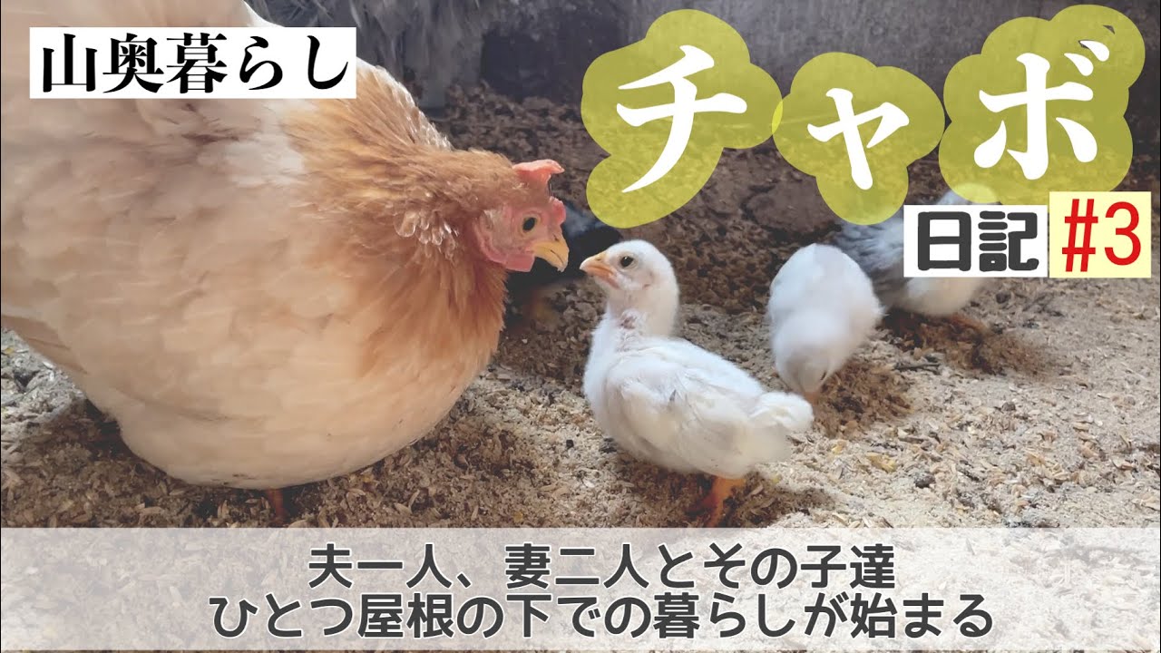 【チャボ日記#3】白チャボの子も誕生し、夫1人妻2人、そして子ども達での、ひとつ屋根の下での暮らしが始まりました。