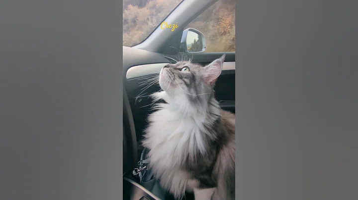 Video 11871881: mains coon cat mainecoon, american maine coon, mainecooncats kitty cat, mainecooncat cat pet, mainecooncat big cat, mainecoon cats love, big cats ride