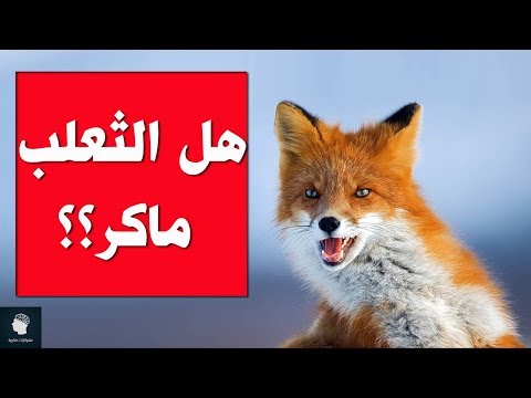 فيديو: هل طعم الثعلب جيد؟