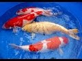Amazing koi in Sakamaki farm