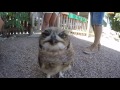 Curious Owl takes a bite