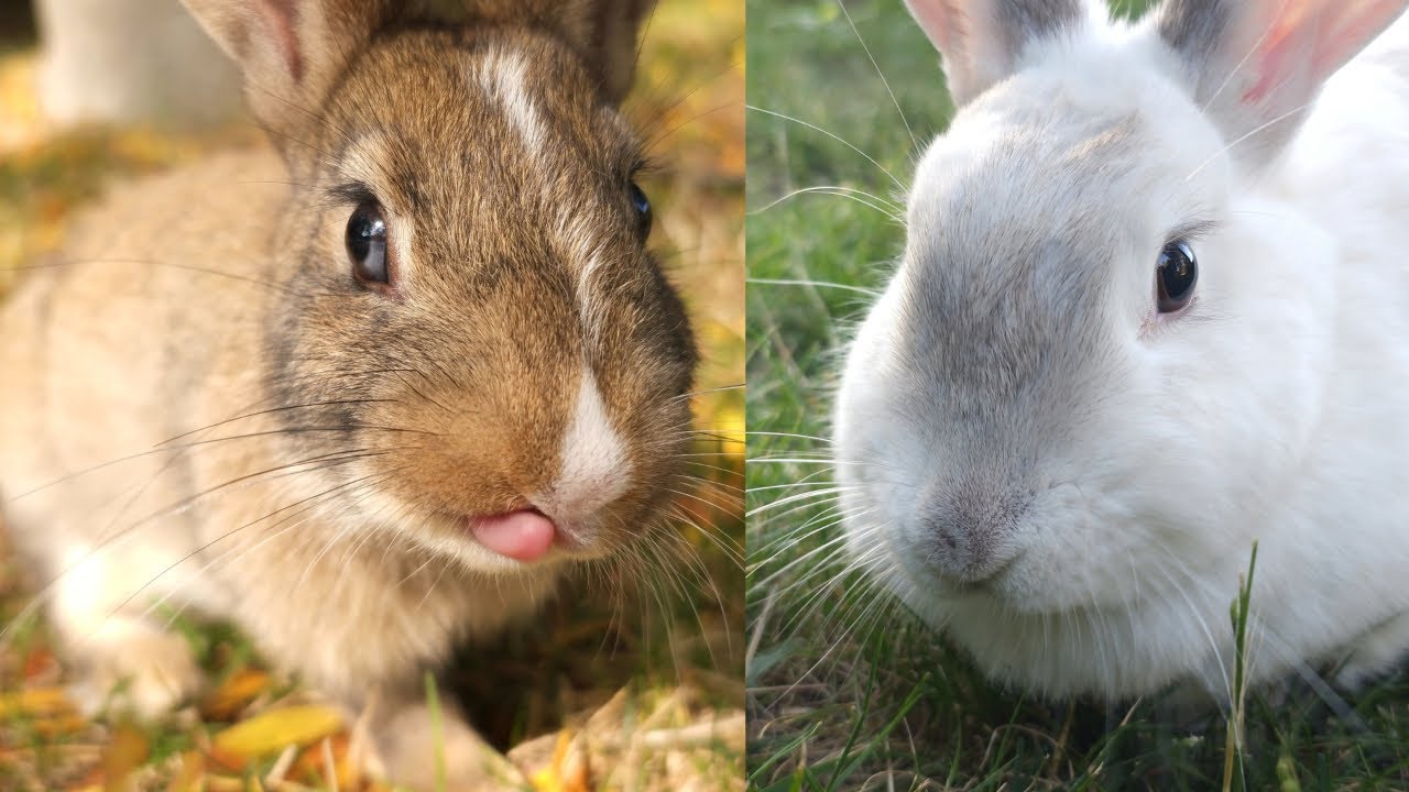 Cute Rabbits White And Baby Golden Bunny - YouTube