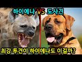 하이에나 VS 도사견 최강투견이 하이에나도 이길까? 전투력분석