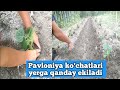 Pavloniya ko'chatlari yerga o'tqazildi / Agrotexnikasi bilib oling