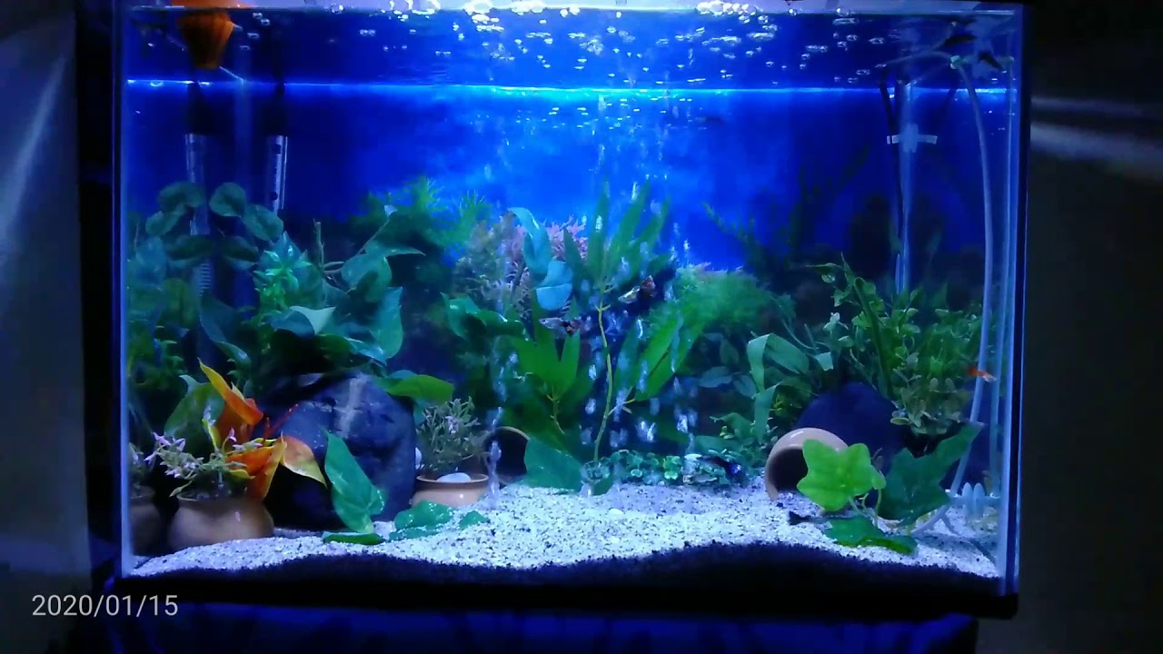 Guppies Aquarium Decoration. YouTube