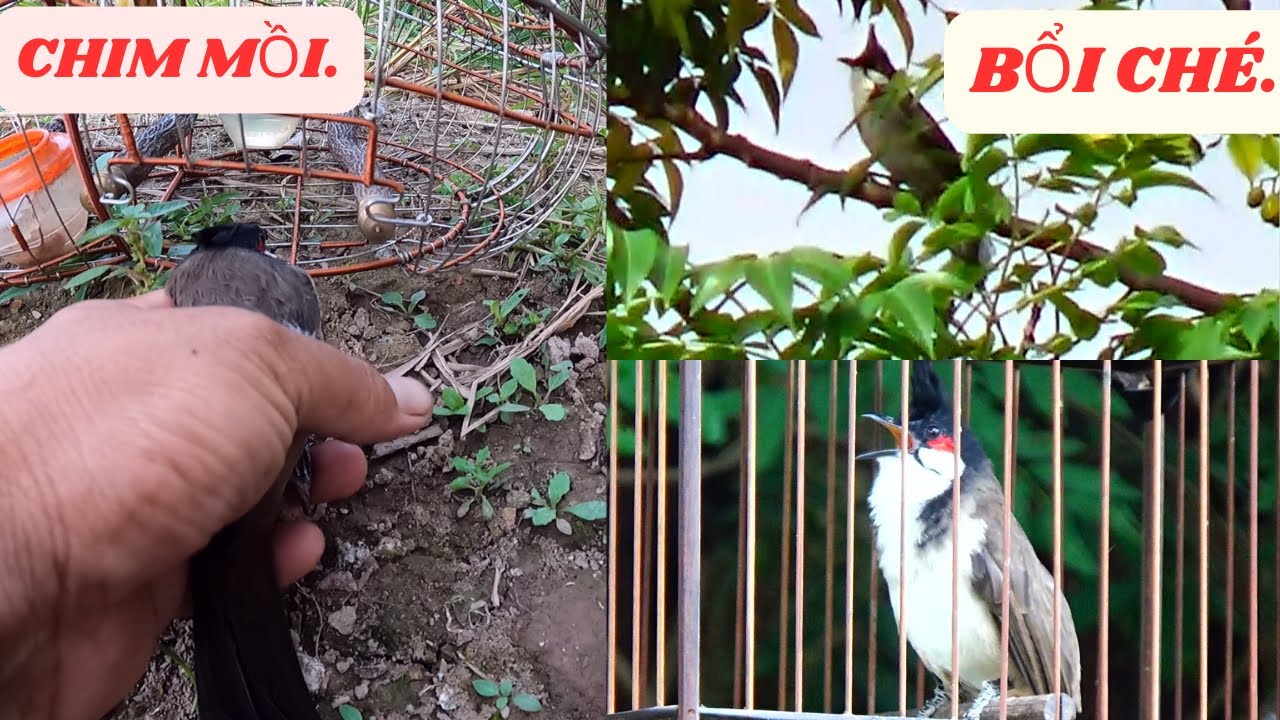 Đi B.ẫ.y Chim Chào Mào Gặp Đàn Bổi Đẹp Hót Đấu '' Ché '' Nhiều // Thử Chim Cho Ae Cùng Đam Mê.