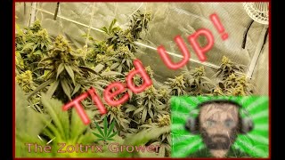 Tied Up | Day 28 of Flower | Growing Under Mars Hydro | TWTGC