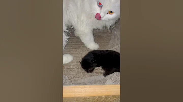 Watch the video about White cat ka black bacha hogaya😂❤️ #persiancat #snowwhite #blackpanther #petsvlog