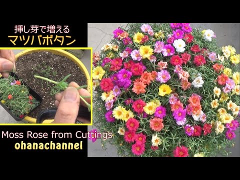 挿し芽で増える マツバボタン Moss Rose From Cuttings Youtube