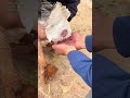 Helping a Goose Keep Its Egg Safe 🪿🥚