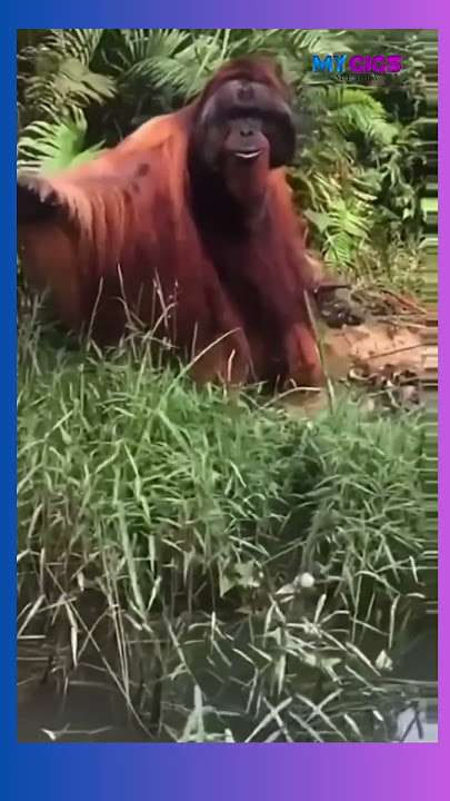 Viral Orang Utan Minta Makan ke Warga di Pinggir Jalan Hutan Sangatta, Kalimantan Timur