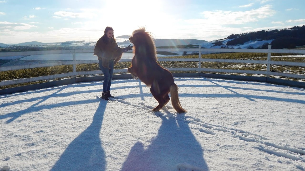Liberty dressage with Shetland ponies