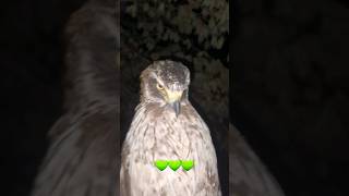 How Beautiful Hawk Eagle wildlifedaily eagles ? fish ? hawks ?owl Vs Snake ?dailyanimals ???