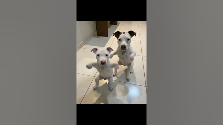 Perros Bailando - #dance #dancevideo #running #dog #doglover #dogshorts #doglife #IA