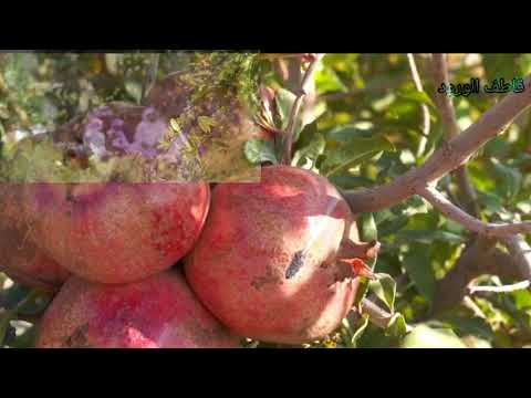 رمان الباحه مجالسي