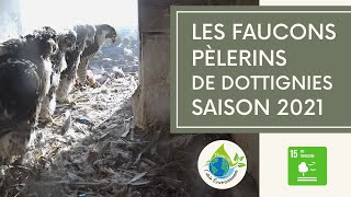 Saison 2021 - Faucons pèlerins de Dottignies