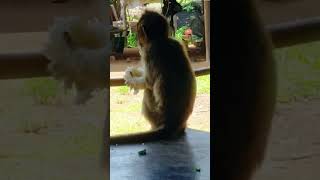 viral enjoy monkey shorts horts