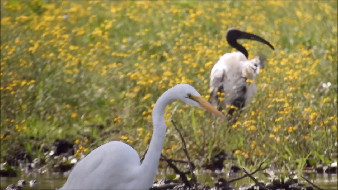 Sacred Ibis 