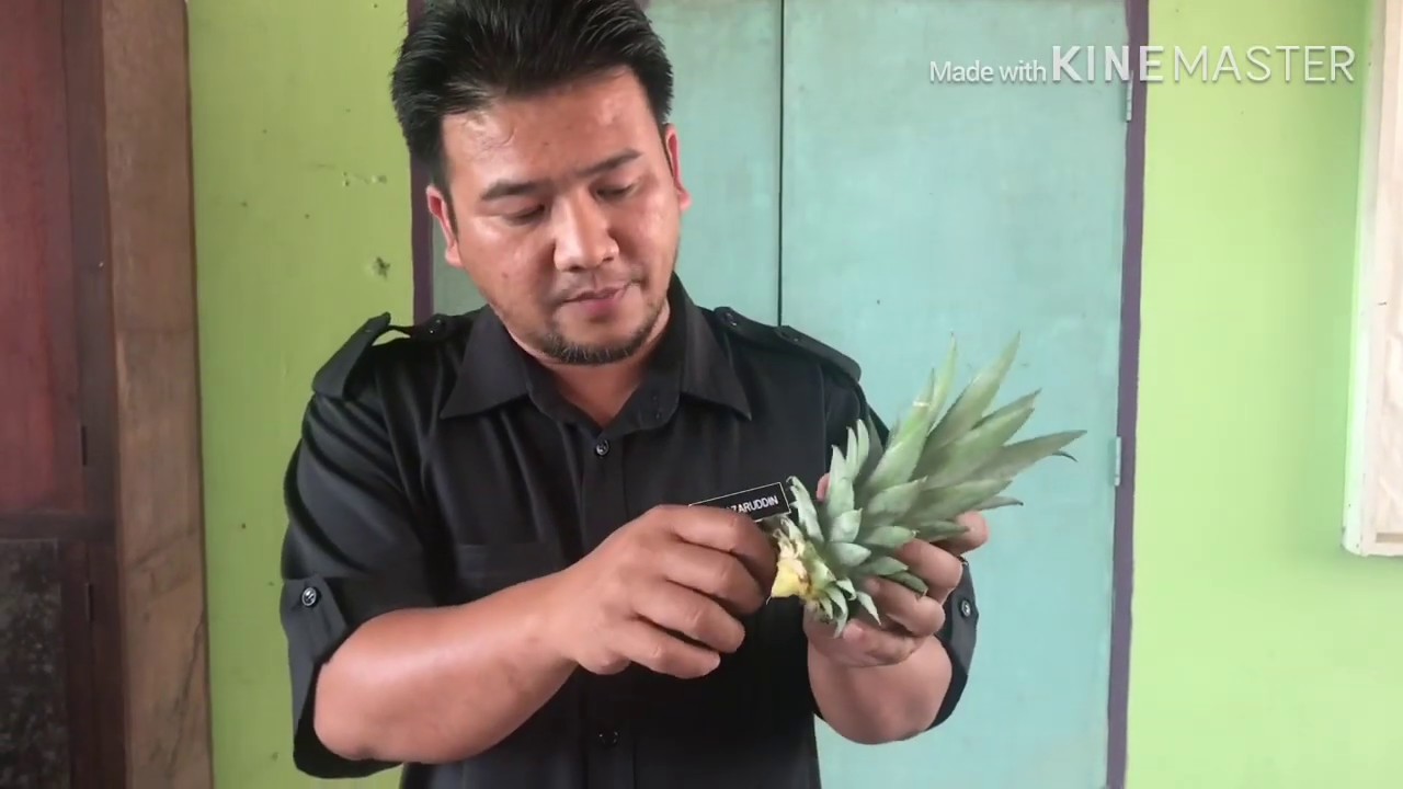 Viral Terkini | Pembenihan Nanas Teknik Penyukuan