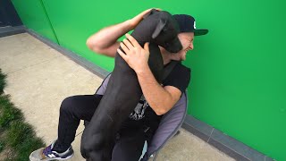 My Very Rare Pet Xoloitzcuintli Dog Hairless Dog